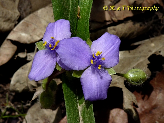 {Tradescantia virginiana}